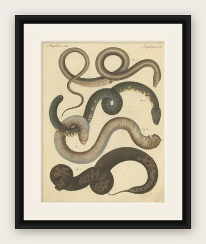 Antique Handcolored Engraving of Amphibious Eels and Snakes, c.180, shown framed
