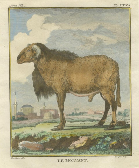 Elegant Morvant Ram Engraving, Buffon Amsterdam Edition 1769, close-up 1