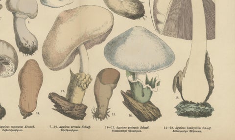 Agaricus Mushrooms, Antique Botanical Lithograph, German Mycology 1885, close-up 2