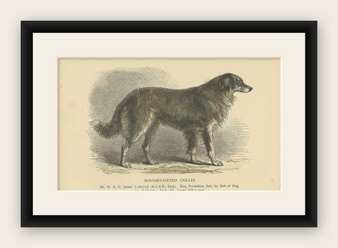 Antique Dog Print of a Rough Collie 'circa 1890', shown framed