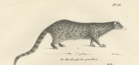 19th-Century Lithograph of the Genet, Civet, and African Civet in Fine Detail, close-up 3