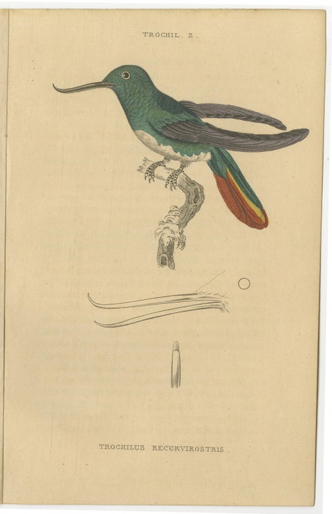 Hummingbird Bird Prints, Handcolored Fiery-Tailed Hummingbirds by Jardine, 1837, view 3