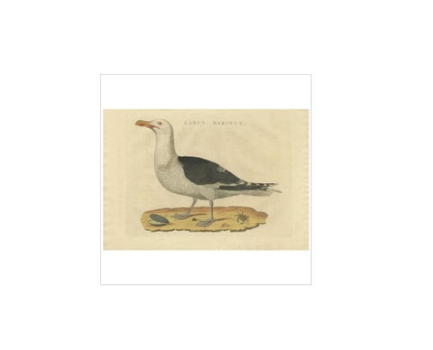 Antique Bird Print of the Great Black-Backed Gull by Sepp & Nozeman, 1829, view 3