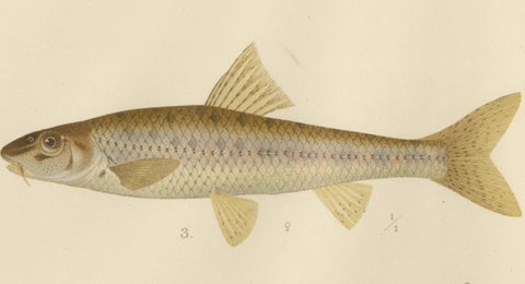 Carp, Goldfish, and Loaches - Vibrant Freshwater Fish of Scandinavia, 1895, close-up 4