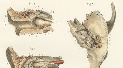 The Middle Ear and the Ossicles, Antique Hirschfeld Anatomy Print, 1866, view 3