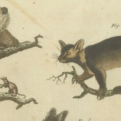 Hand-Colored 18th-Century Engraving of Exotic Quadrupeds from Natural History, close-up 4