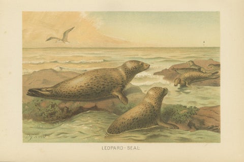Leopard Seal, Antique Marine Mammal Chromolithograph, 1894, view 2