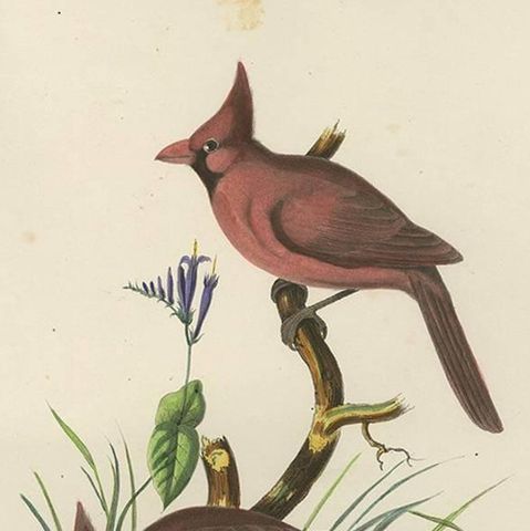 Antique Bird Print of Northern Cardinals Made After D.G. Elliot, 1869, close-up 2
