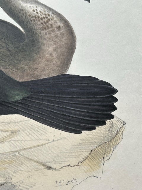 Shag or Green Cormorant, Antique Bird Print by John Gould, c.1832, view 5