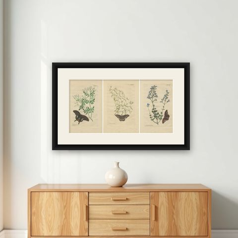 Rare Botanical Beauties with Butterflies, 1775 Plates from Meerburgh’s Garden, shown framed on a wall