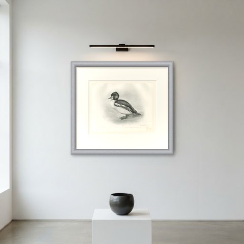 Goldeneye Drake Standing at the Water's Edge after Lilian Medland, c. 1909, shown framed on a wall
