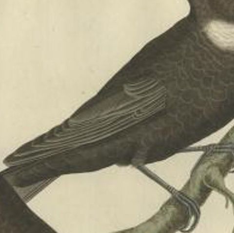 Antique Bird Print of The Ring Ouzel by Sepp & Nozeman, 1797, close-up 1
