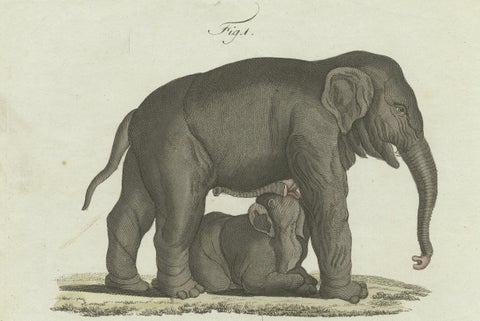 Rare 1802 Hand-Colored Print of Indian Elephants and Mythical Sukotyro, close-up 2