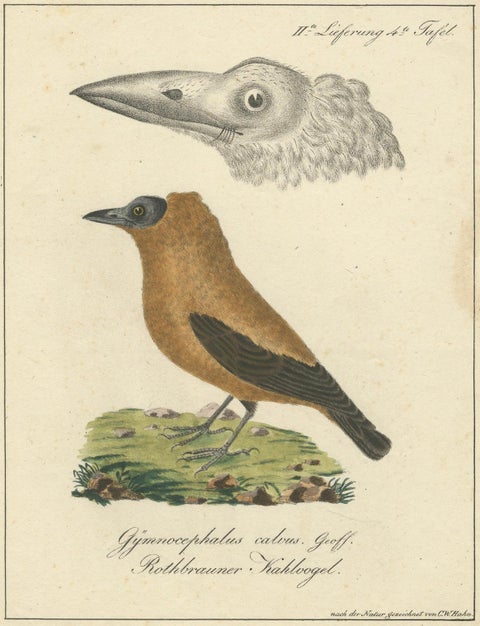 Elegant Misnomer: The Rusty-Brown Bird of Hahn's Legacy, circa 1820, close-up 4