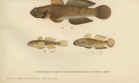 Viviparous Blenny, Wolf Fish, and Black Goby - Exquisite Scandinavian Fish Litho, close-up 1