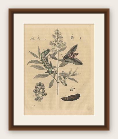 Antique Animal Print of a Moth, Caterpillar and Pupa by C. Hoffmann, 1847, shown framed