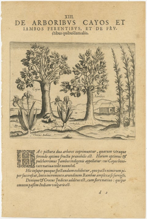 Exotic Flora of the Indies: The Cajus and Jambos Trees Copper Engraved in 1601, view 2