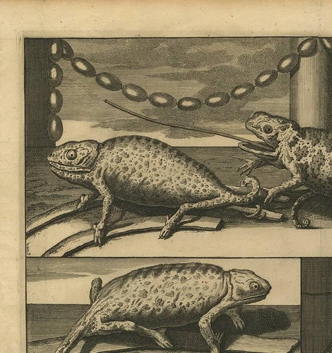 Antique Engraving of Chameleons and Rodents, Circa 1700, view 2