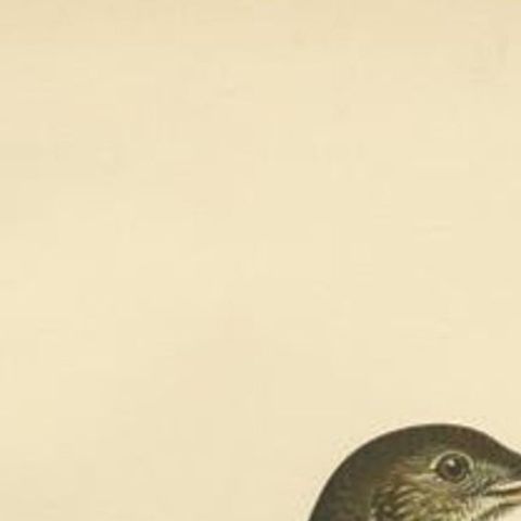 Antique Bird Print of the Song Thrush by Von Wright, 1927, close-up 1