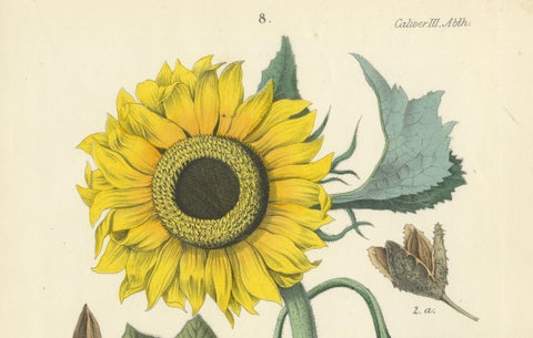 Hand-Colored Botanical Lithograph of Sunflower & Linden Tree, 1854, close-up 3