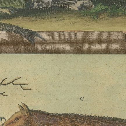 Colored Antique Print of a Babirusa and Two Other Animals, 1726, close-up 1