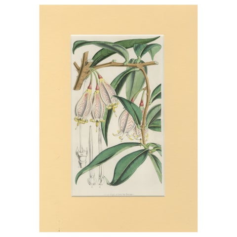 A Rare Botanical Study of Exotic Flora by Hoola van Houten, 1847