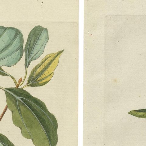 Set of 2 Antique Botany Prints - Laurus Camphora & Laurus Nobilis, close-up 1