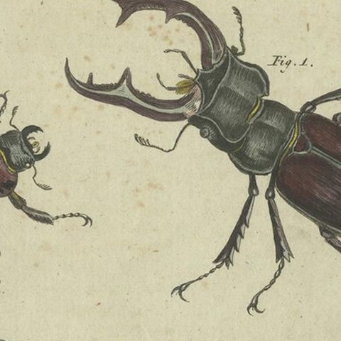 Antique Animal Print of Various Beetles, circa 1800, close-up 1