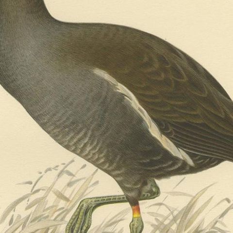 Antique Bird Print of the Common Moorhen by Von Wright '1929', close-up 2