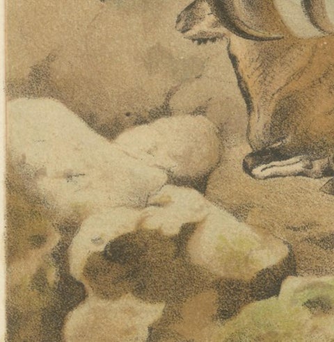 Bharal (Blue Sheep), Antique Himalayan Wildlife Chromolithograph, 1894, view 8