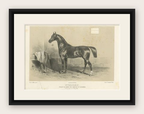 Antique Lithograph of the Horse 'Introuvable', shown framed