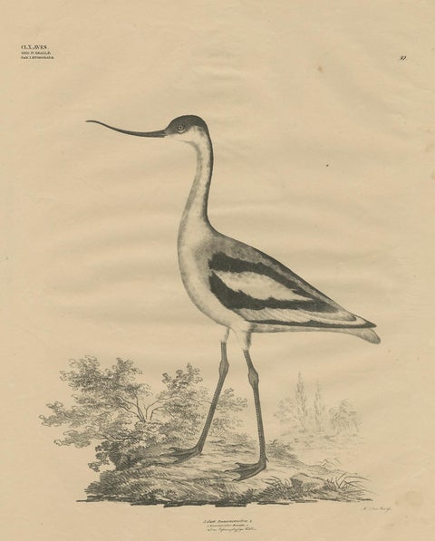 Antique Bird Print of the Pied Avocet by Goldfuss, circa 1824, view 2