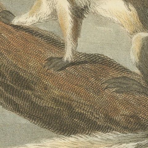 Antique Print with Hand Coloring of a Black Giant Squirrel or Javan Squirrel, close-up 5