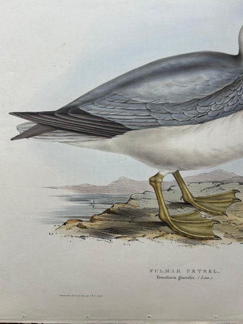 Fulmar Petrel, Antique Seabird Lithograph by John Gould, c.1832, view 4
