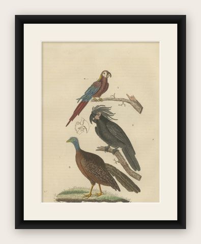 Bird Print of the Ara Tricolore, the Black Sunbird and a female Argus Pheasant, shown framed