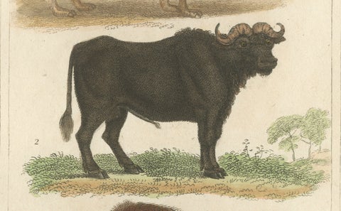 Buffon Dromedary Camel, Buffalo & Bison Hand-Colored Engraving, c.1835, close-up 4
