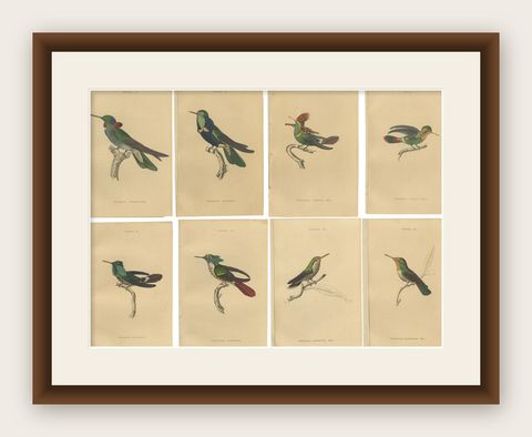 Set of 8 Antique Bird Prints, Violet-Tufted Hummingbird, by Jardine '1837', shown framed
