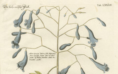 Bahama Finch Engraving by J.M. Seligmann, Hand-Colored Bird Print, 18th century, close-up 1