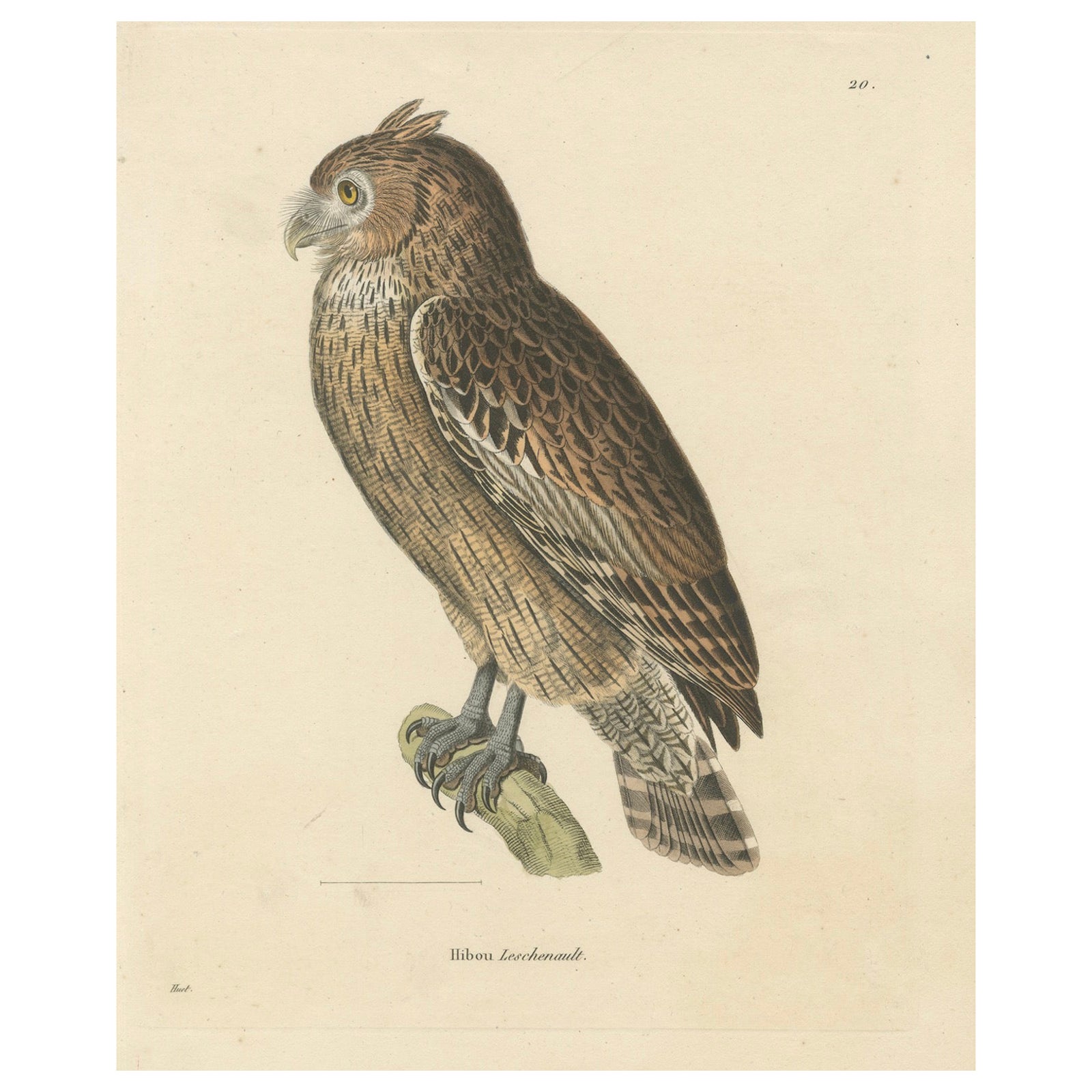 19th Century Ornithological Illustration of the Leschenault's Owl, 1838