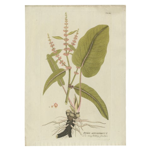 Broad-Leaved Dock, Medicinal Plant Engraving from Plenck, Vienna c.1788