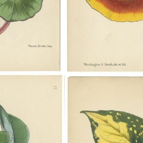 Set of 4 Antique Botany Prints, Red, by Brooks 'c.1870', close-up 2