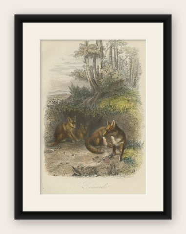 Original Antique Print of Foxes, 1854, shown framed
