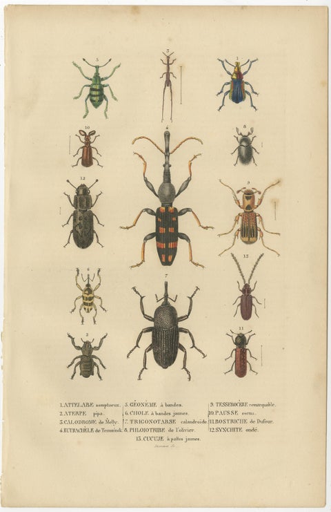 Entomological Elegance: A Collection of 19th Century Beetle Engravings, view 3