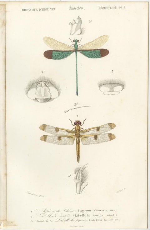 Set of 7 Antique Prints of a Grasshopper and other Insects, view 7