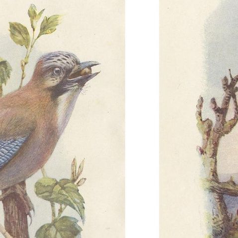 Set of 4 Antique Bird Prints Jay, Redstart, Jackdaw, Greenfinch, '1901', close-up 1