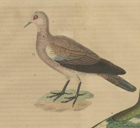 Handcolored Print of a Ground Dove, African Green Pigeon & Crowned Pigeon, 1845, close-up 1