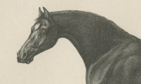 Volunteer & Selim, Pair of Antique Thoroughbred Horse Lithographs, c.1840, close-up 2