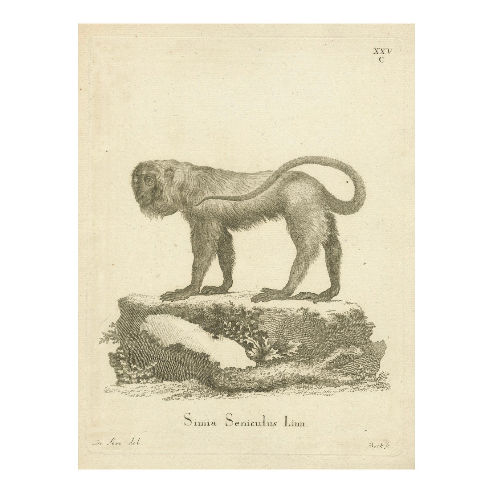 Red Howler Monkey, Antique Natural History Engraving, De Sève & Bock, c.1800