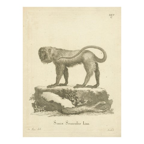 Red Howler Monkey, Antique Natural History Engraving, De Sève & Bock, c.1800