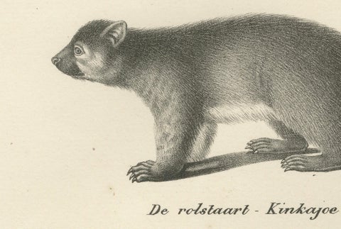 Rare 19th-Century Lithograph of Kinkajou, Coati, and European Badger, close-up 3